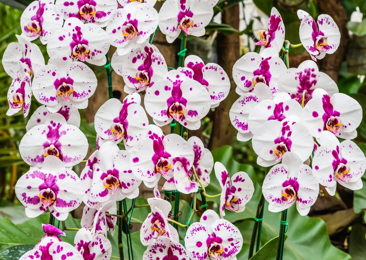Orchid (Hybrid) view 2