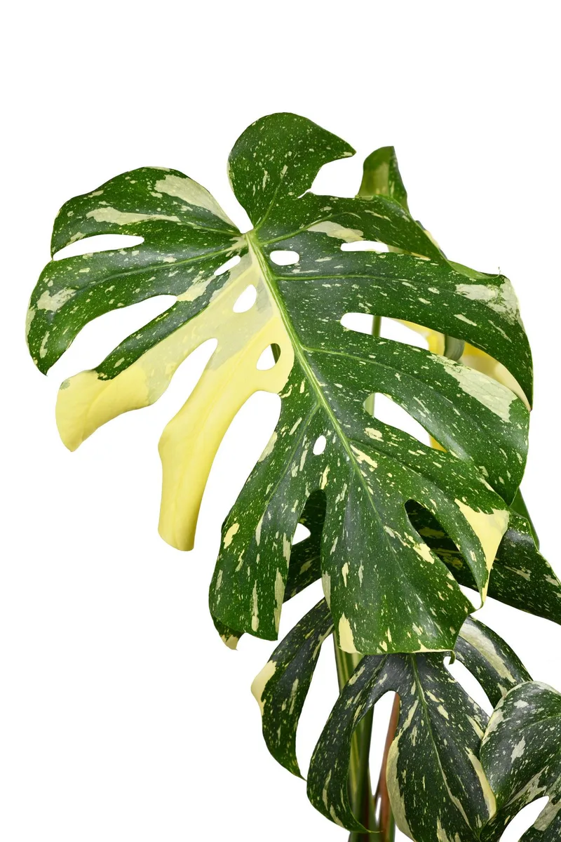 Monstera view 2