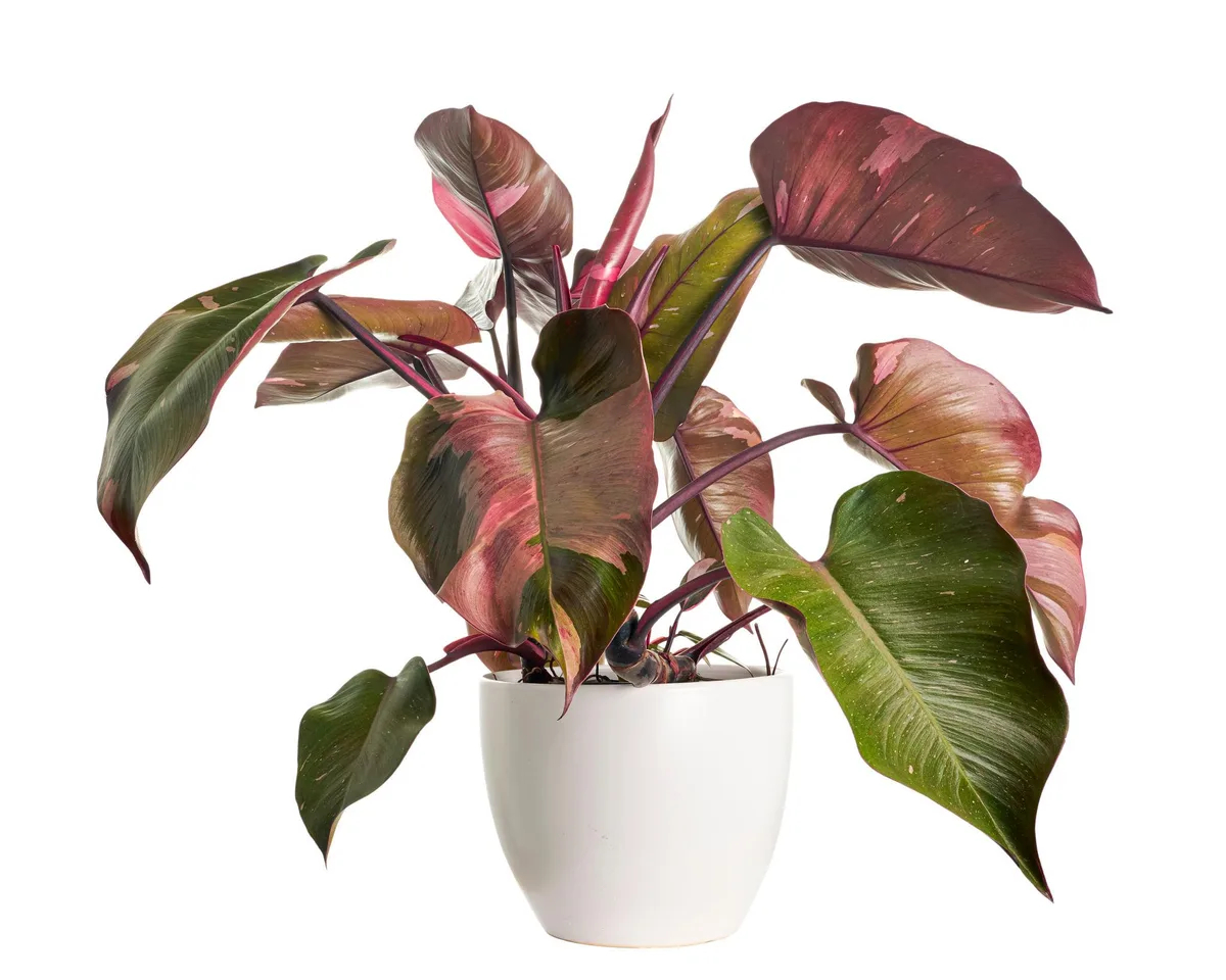 Philodendron view 2