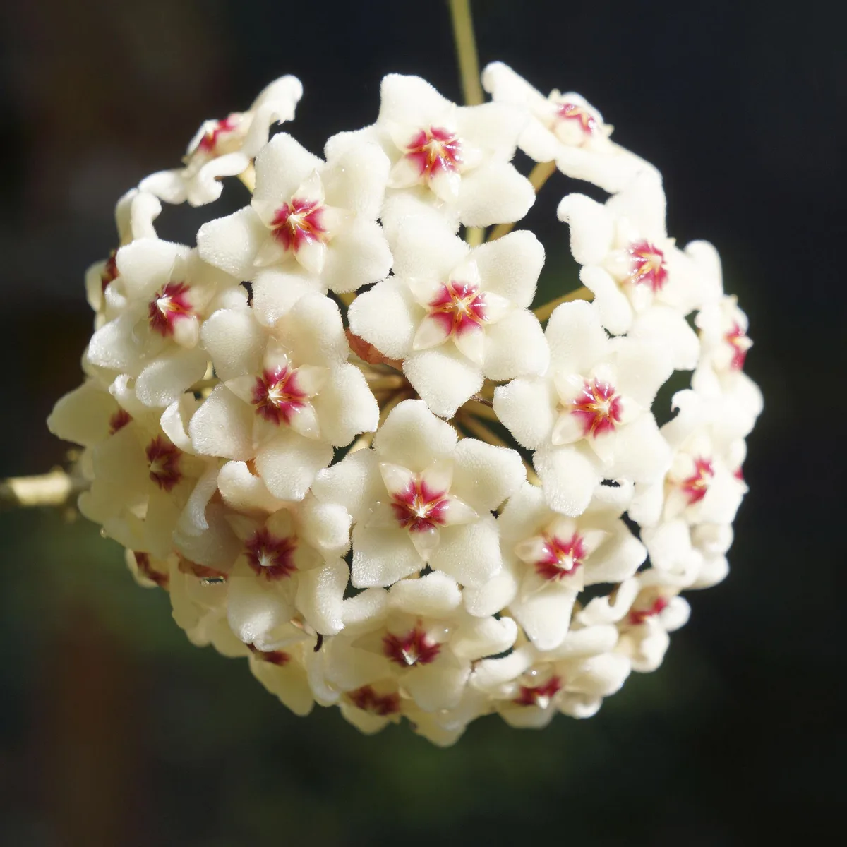 Hoya (Wax Plant) view 2