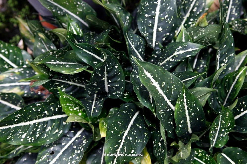 Aglaonema view 2