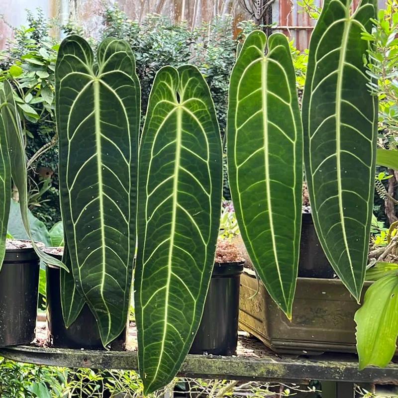 Anthurium view 2
