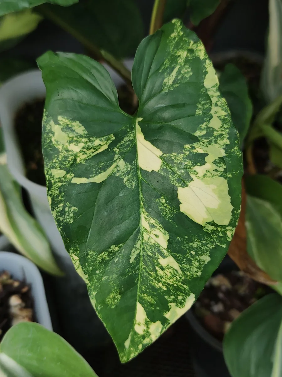 Syngonium view 2