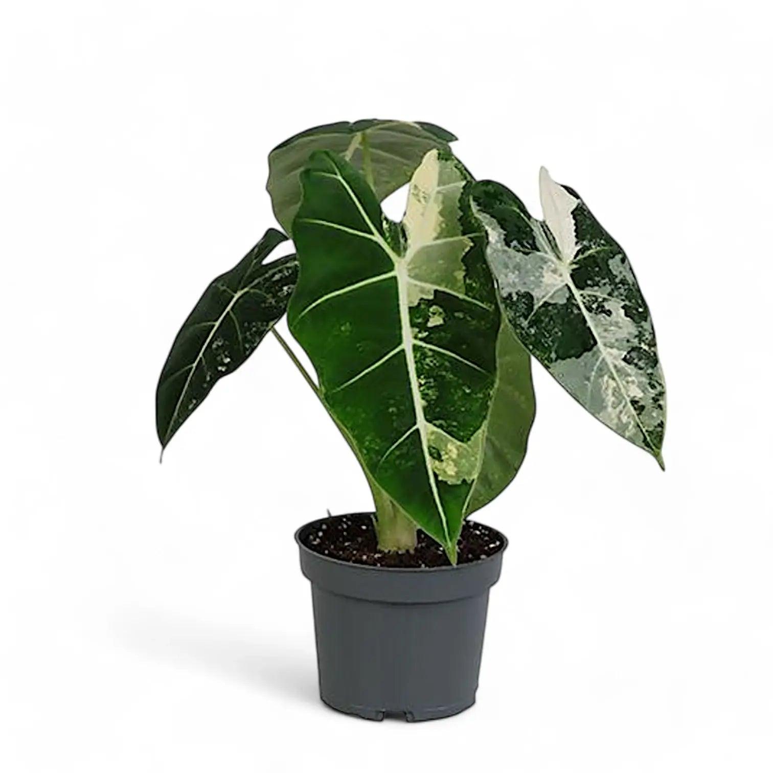 Alocasia spp. view 2