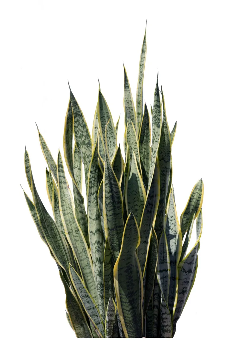 Sansevieria view 2