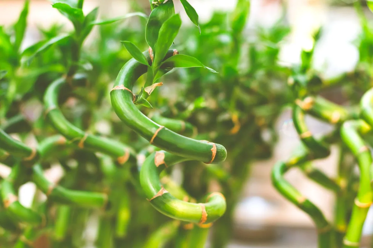 Lucky Bamboo view 2
