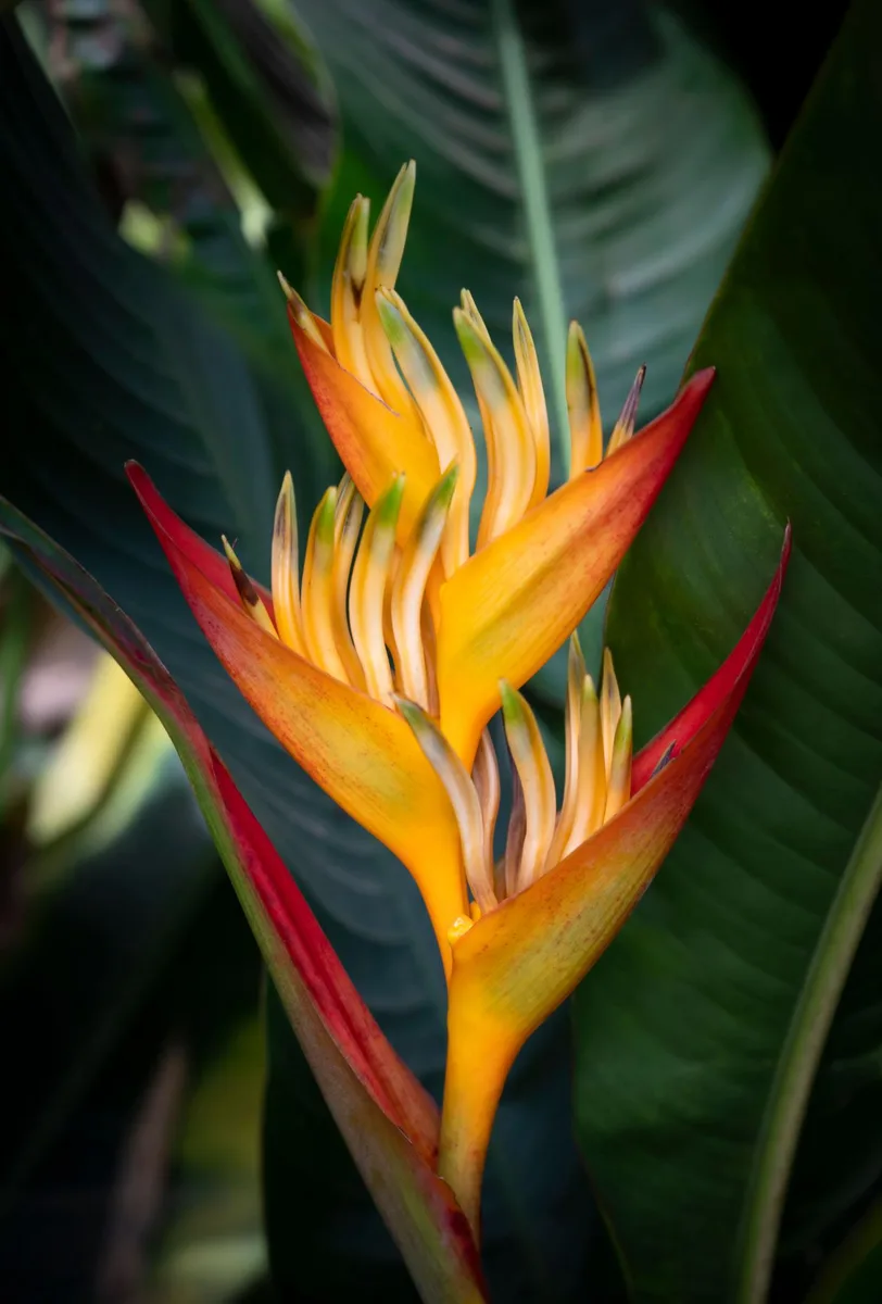 Heliconia view 2