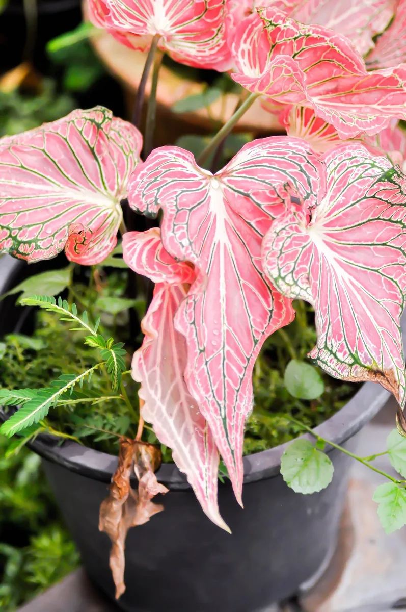 Caladium spp. view 2